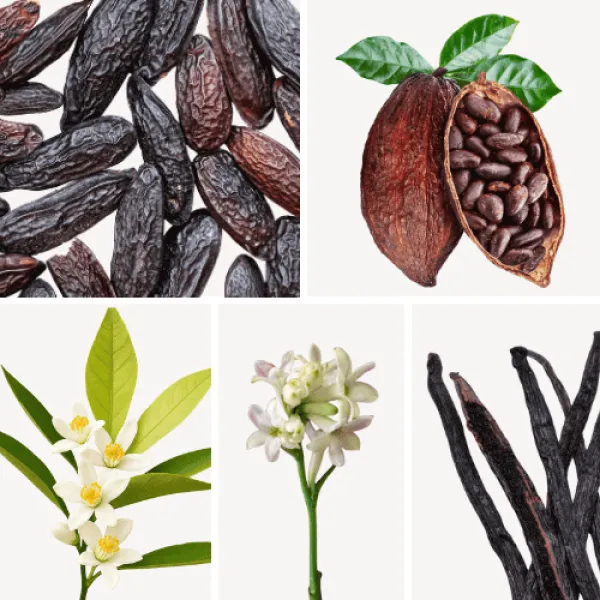 Duftnoten: Tonkabohne, Kakao, Orangenblüte, Tuberose, Vanille Duftnoten: Tonkabohne, Kakao, Orangenblüte, Tuberose, Vanille